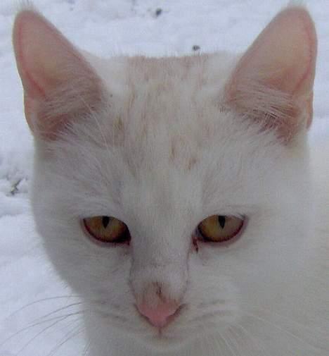 Blanding af racer Gizmo billede 11