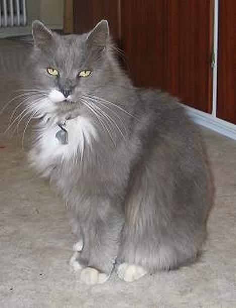 Norsk Skovkat Tomas - Jeg kan se bedre ud end dette... billede 7