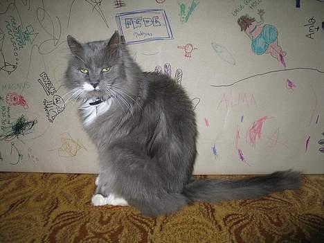 Norsk Skovkat Tomas - Halløjer... billede 8