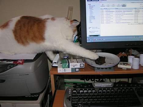 Huskat Tumle - hov!! sjoko-kage.. min favorit billede 11