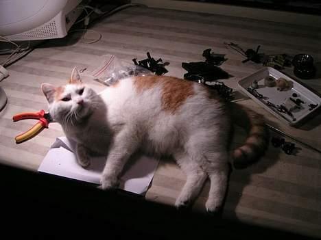 Huskat Tumle - ja her skal jeg så ligge, midt oven i fars fjernstyrede bil billede 12