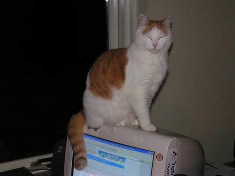 Huskat Tumle - argh!! Blitz..... billede 13