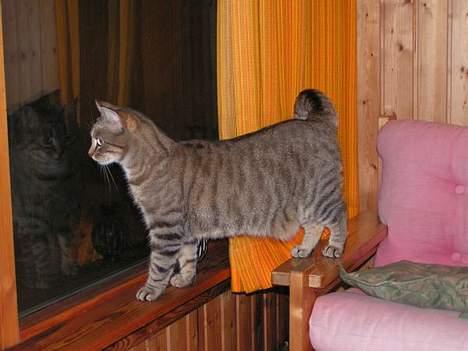 Huskat Freja - måske lidt hænge mave.. billede 7