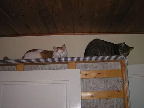 Huskat Freja - begge vores misser billede 8