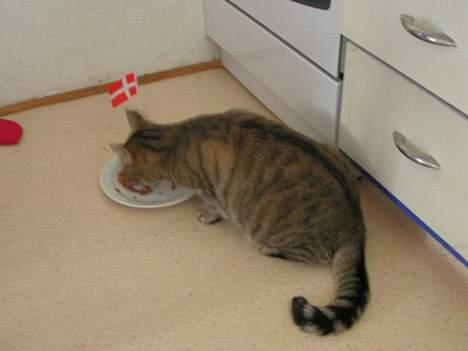 Huskat Freja - i`dag er det frejas fø-sels-dag... hurra hurra billede 9