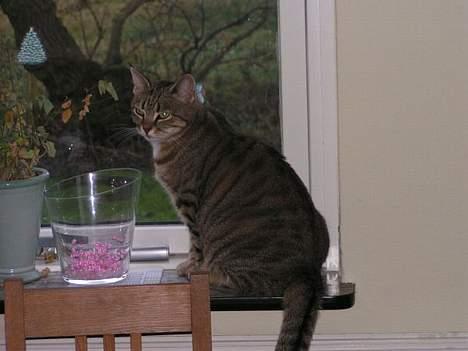 Huskat Freja - holder vågent øje med fuglene i haven billede 10