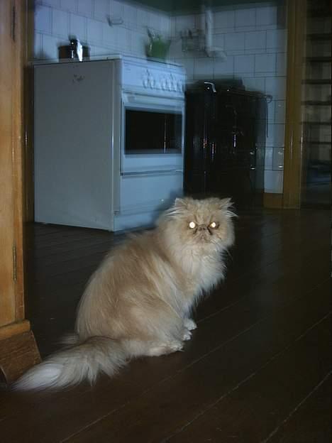 Perser Tigi *solgt* billede 2