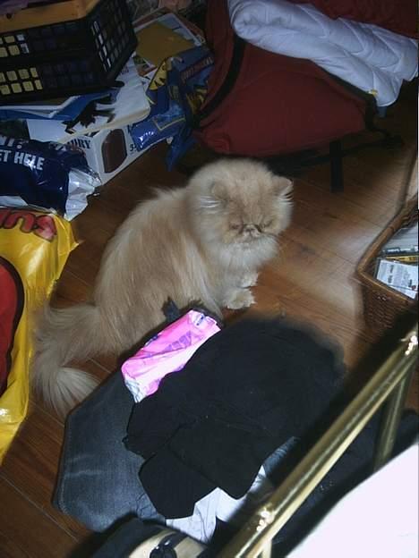 Perser Tigi *solgt* billede 3