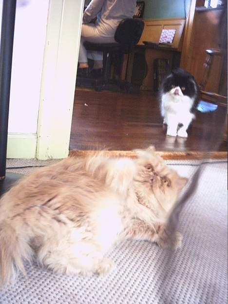 Perser Tigi *solgt* - tigi og marabu billede 4