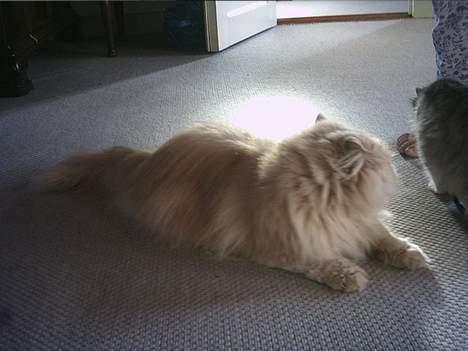 Perser Tigi *solgt* billede 5