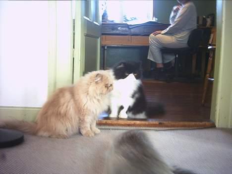 Perser Tigi *solgt* - tigi og marabu billede 6