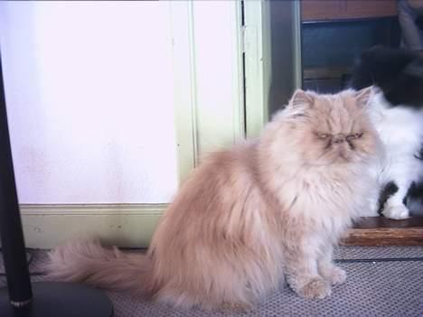 Perser Tigi *solgt* billede 7