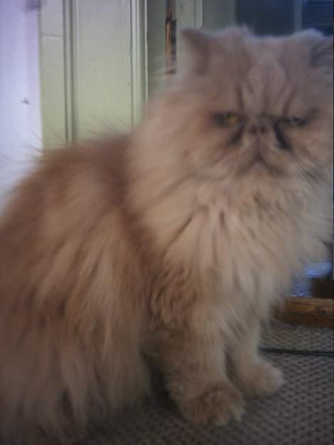 Perser Tigi *solgt* billede 8