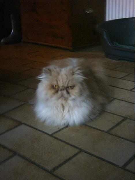 Perser Tigi *solgt* billede 9