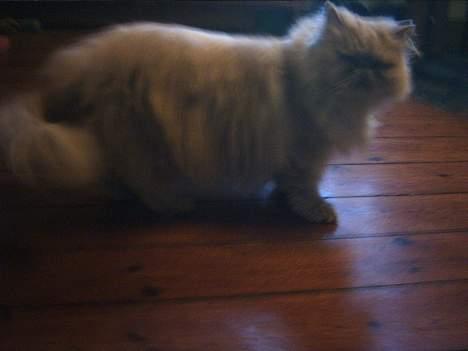 Perser Tigi *solgt* billede 10