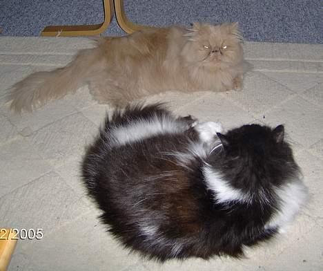 Perser Tigi *solgt* - tigi og Marabu billede 11