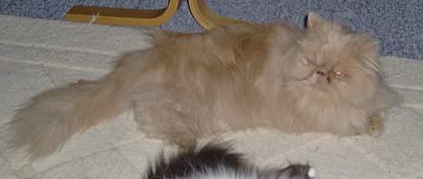 Perser Tigi *solgt* billede 12