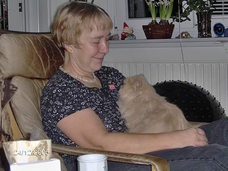 Perser Tigi *solgt* - Tigi og min mor billede 13