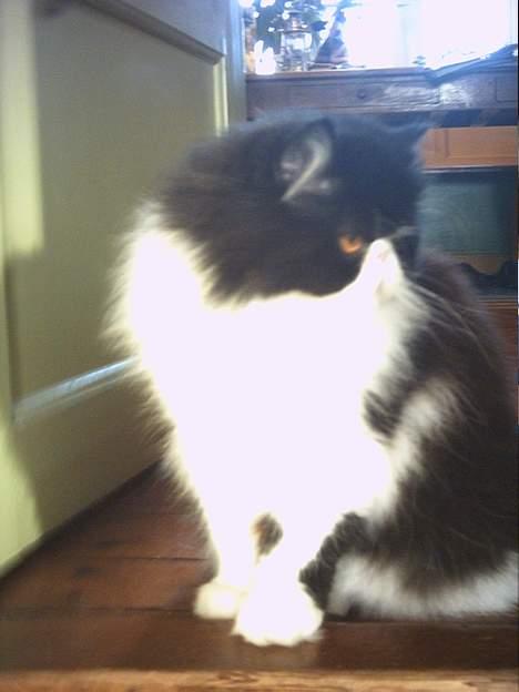 Perser Marabu billede 9