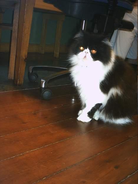 Perser Marabu billede 10