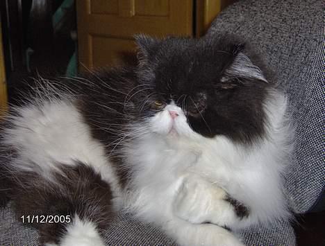 Perser Marabu billede 11