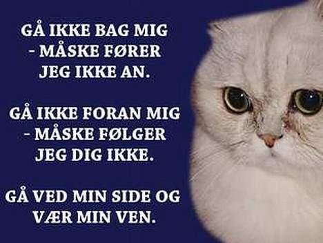 Perser Vaniljus (solgt) - <3 Er jeg sød? billede 19