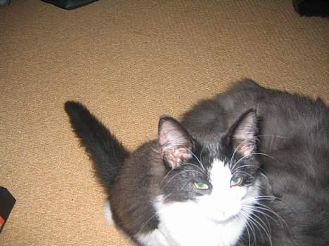 Norsk Skovkat Vitskøl Anuska - sød billede 1