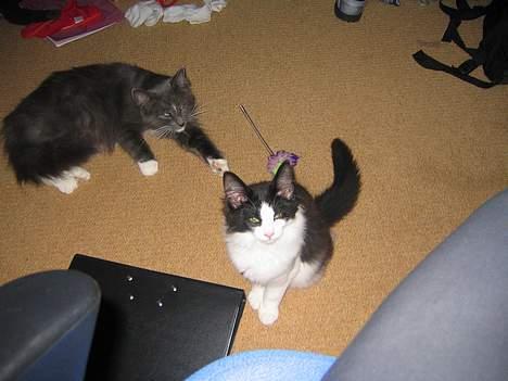 Norsk Skovkat Vitskøl Anuska - sød billede 2