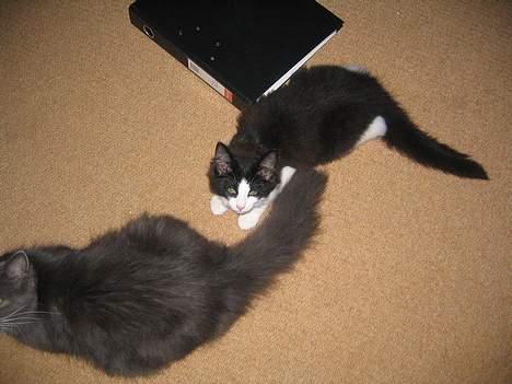 Norsk Skovkat Vitskøl Anuska - sød billede 3