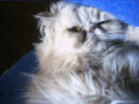 Perser Tigi *solgt* billede 14