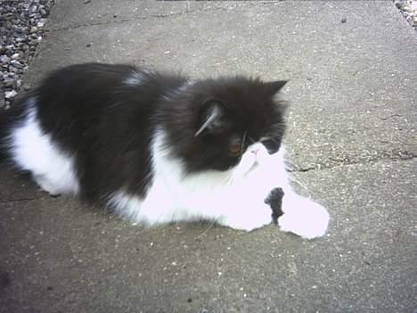 Perser Marabu billede 12