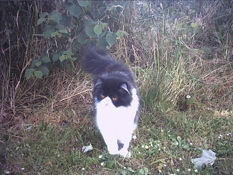 Perser Marabu billede 13