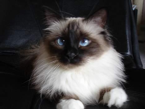 Hellig Birma Madonna (Minni) +R.I.P+  - Nu leger mor fotograf igen billede 13