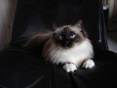 Hellig Birma Madonna (Minni) +R.I.P+  - Se mig lige billede 14