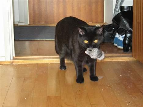 British Shorthair Kassio - Kassio er en stor jæger! billede 9