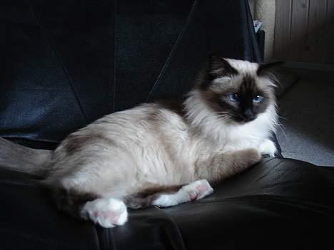 Hellig Birma Madonna (Minni) +R.I.P+  - Total afslapning billede 15