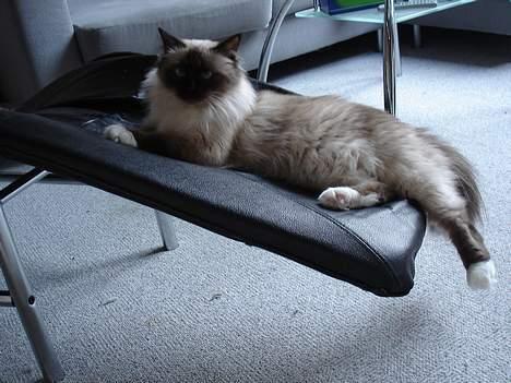 Hellig Birma Madonna (Minni) +R.I.P+  - Man glider på den her stol billede 16