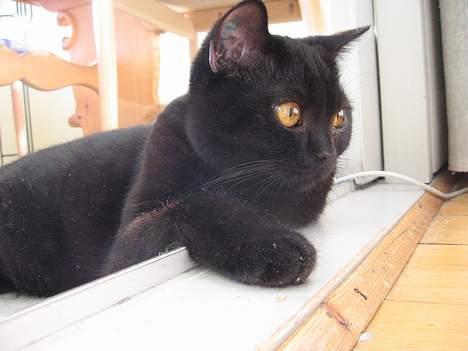 British Shorthair Kassio billede 10