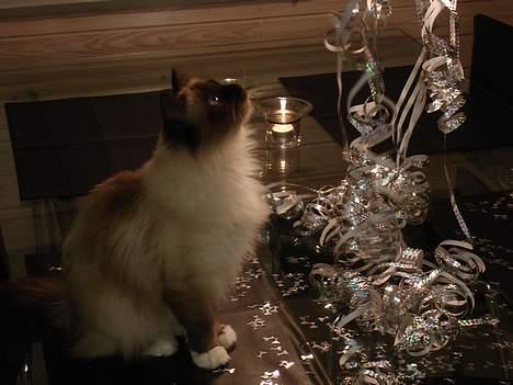 Hellig Birma Madonna (Minni) +R.I.P+  - Nytårs aften er der en masse man kan lege med billede 17