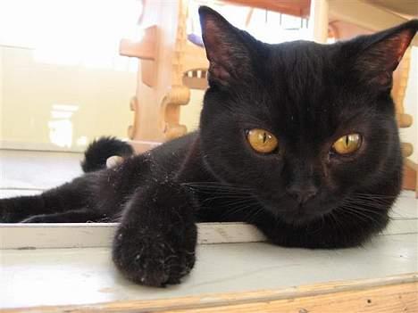 British Shorthair Kassio billede 11