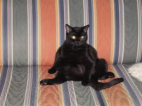 British Shorthair Kassio billede 12