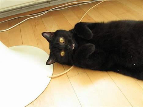 British Shorthair Kassio billede 13