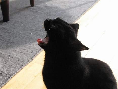 British Shorthair Kassio billede 14