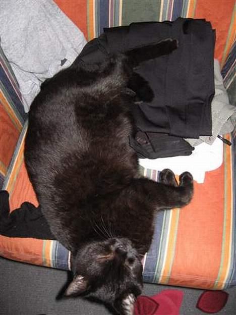 British Shorthair Kassio billede 15