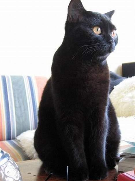 British Shorthair Kassio billede 16