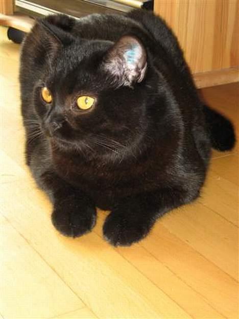 British Shorthair Kassio billede 17