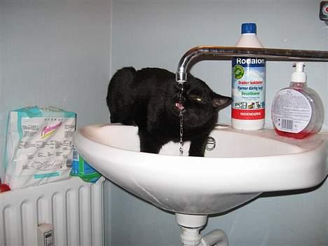 British Shorthair Kassio billede 18