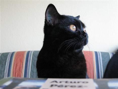 British Shorthair Kassio billede 19