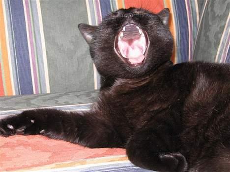 British Shorthair Kassio billede 20