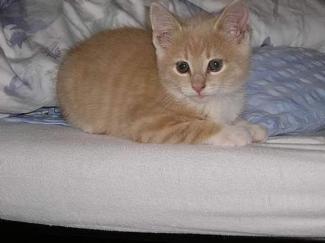 Blanding af racer Giffe (AFLIVET) - Mange gange velkommen til mine smukke billeder og min profil :D , søde Giffe :) billede 1